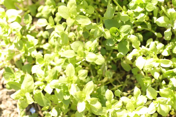 Young Green Leaves Background Leaves — Stock Photo, Image