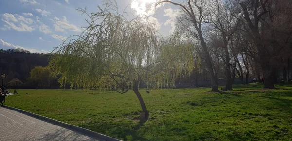 Młody Zielony Drzewo Zielony Łąka Pod Błękitny Zachmurzony Niebo — Zdjęcie stockowe