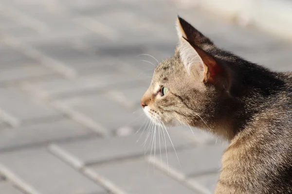 Wild Domestic Striped Cat Walk — Stock Photo, Image