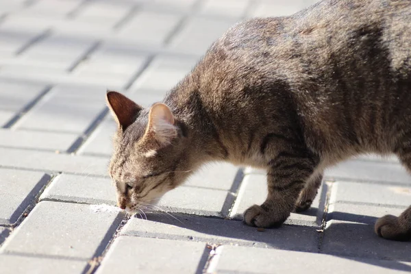 Selvagem Doméstico Listrado Gato Para Passeio — Fotografia de Stock