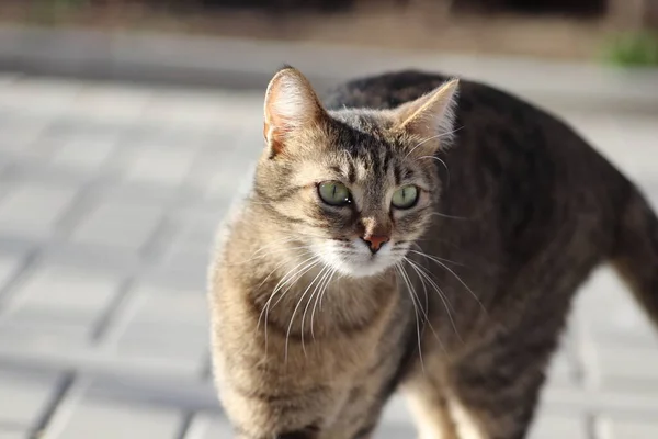 Wild Und Hauskatze Spazieren Gehen — Stockfoto