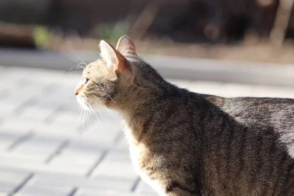 Wilde Huiselijke Gestreepte Kat Voor Een Wandeling — Stockfoto