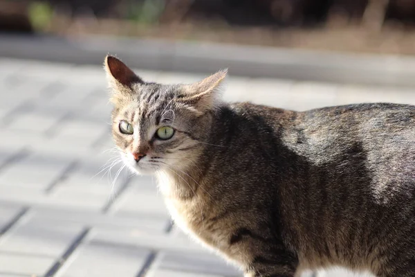 Vild Och Tama Randiga Katt För Promenad — Stockfoto