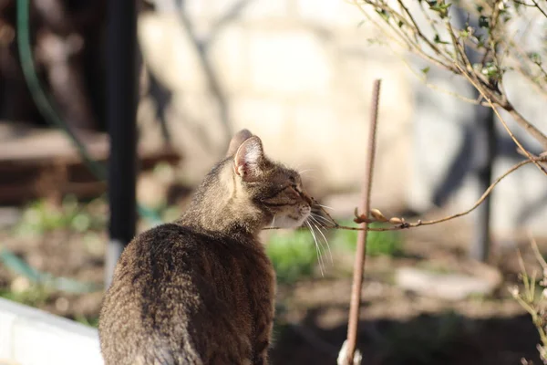 Chat Rayé Sauvage Domestique Pour Une Promenade — Photo