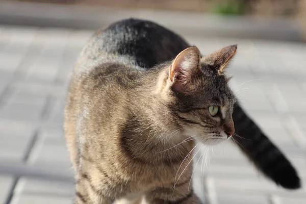 Wilde Huiselijke Gestreepte Kat Voor Een Wandeling — Stockfoto