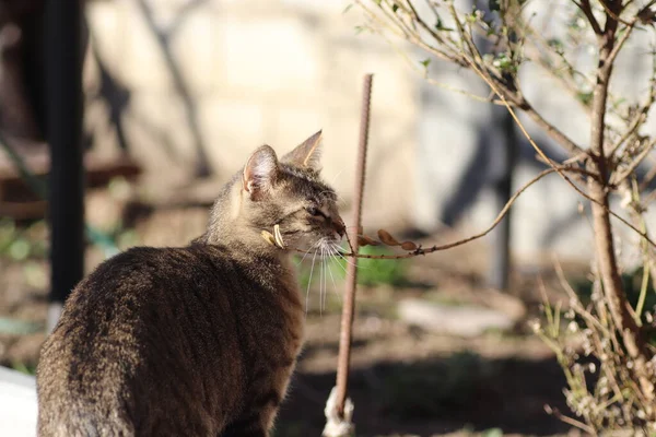 Chat Rayé Sauvage Domestique Pour Une Promenade — Photo