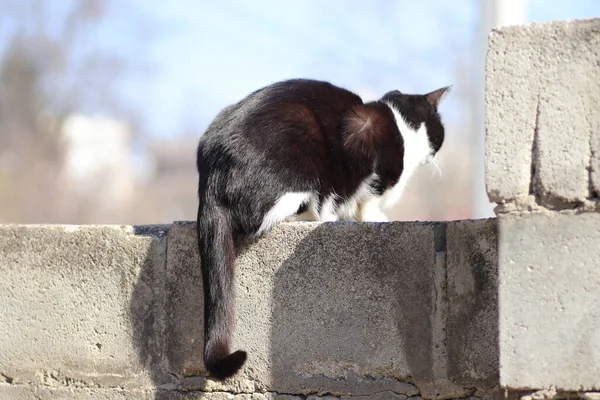 Hravá Černá Bílá Kočka Kráčí Podél Plotu — Stock fotografie