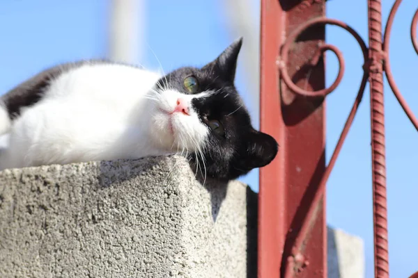 Speelse Zwart Wit Kat Loopt Langs Het Hek — Stockfoto