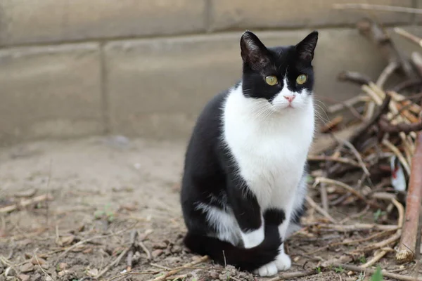 Porträtt Svart Och Vit Katt Solig Dag — Stockfoto