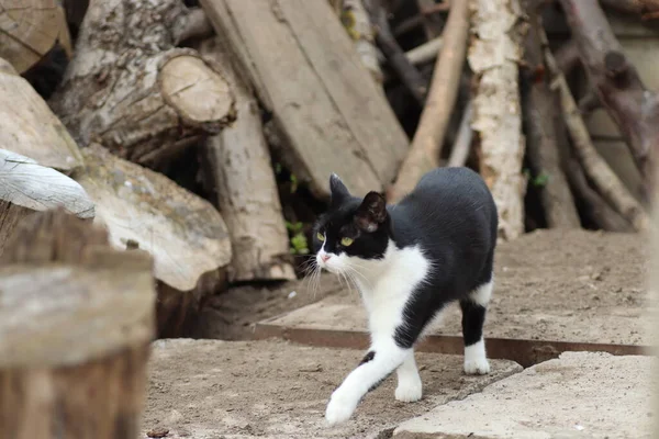 Svart Och Vit Katt Solen Välter Dammet — Stockfoto