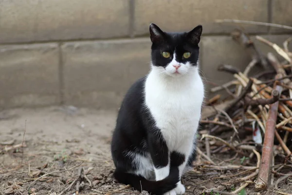 Porträtt Svart Och Vit Katt Solig Dag — Stockfoto