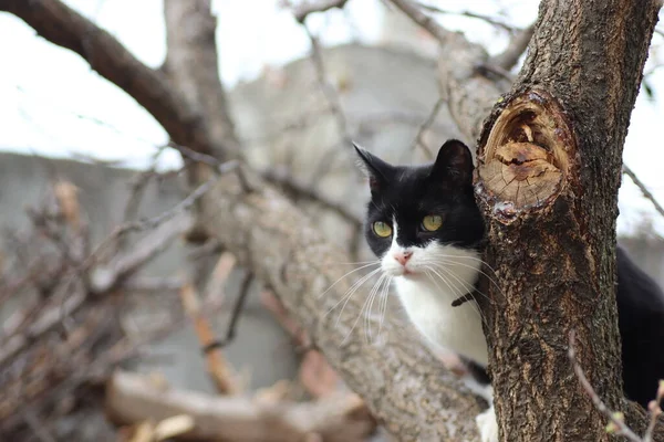 Gato Preto Branco Subiu Uma Árvore Floração — Fotografia de Stock