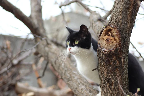 黑白相间的猫爬上了一棵开花的树 — 图库照片