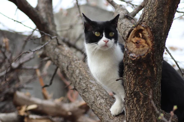 Gato Preto Branco Subiu Uma Árvore Floração — Fotografia de Stock