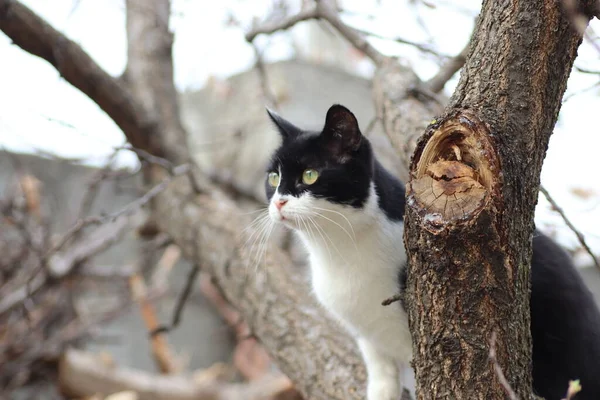 Svart Och Vit Katt Klättrade Upp Ett Blommande Träd — Stockfoto