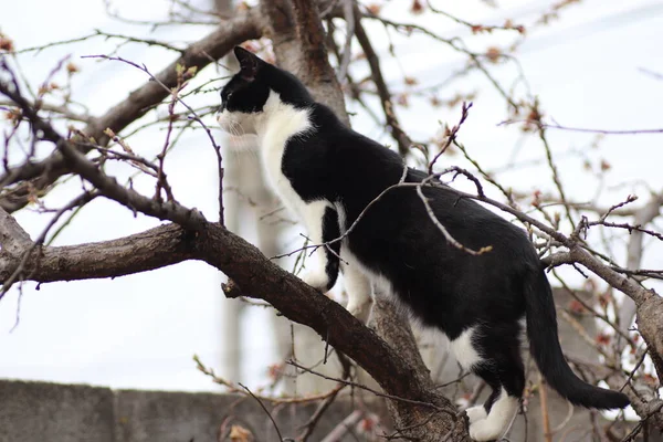Black White Cat Climbed Flowering Tree — Stock Photo, Image