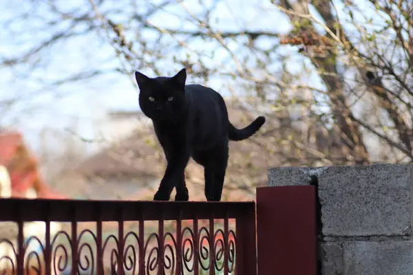 Zwarte Kat Een Zonnige Heldere Dag — Stockfoto