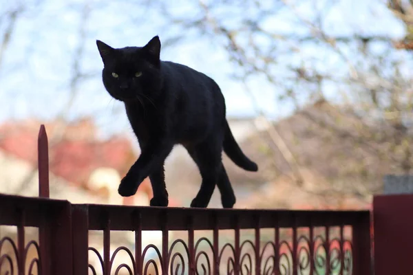 Gato Negro Día Soleado Brillante —  Fotos de Stock