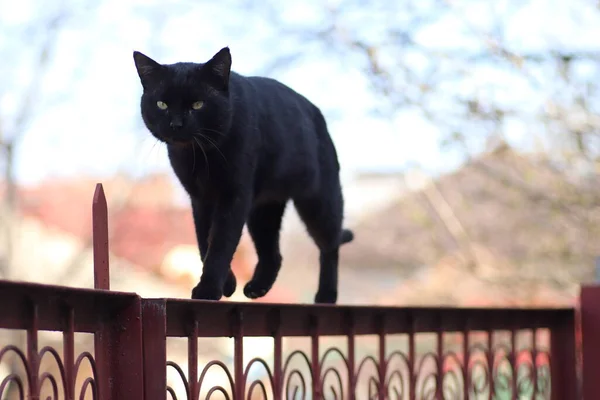 篱笆上阳光灿烂的日子里的黑猫 — 图库照片