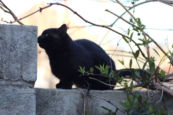 Μαύρη Γάτα Μια Ηλιόλουστη Φωτεινή Ημέρα — Φωτογραφία Αρχείου
