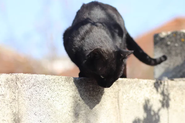 阳光灿烂的日子里黑猫 — 图库照片
