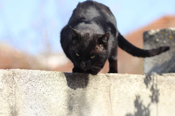 Чорний Кіт Сонячно Яскравий День — стокове фото
