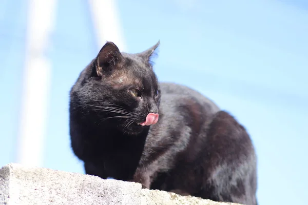 Gato Preto Dia Brilhante Ensolarado — Fotografia de Stock