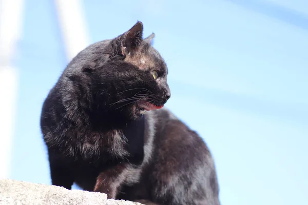 Черная Кошка Солнечный Светлый День — стоковое фото