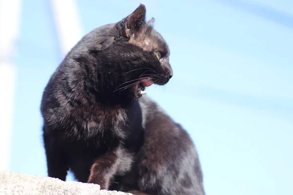Black Cat Sunny Bright Day — Stock Photo, Image