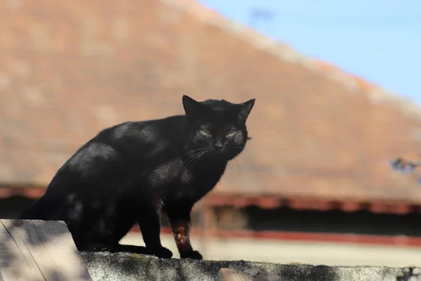 Černá Kočka Slunný Jasný Den — Stock fotografie