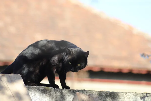 Zwarte Kat Een Zonnige Heldere Dag — Stockfoto