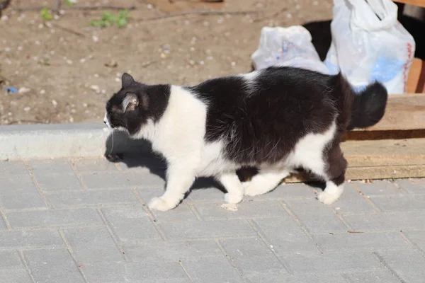 Gatto Bianco Nero Sole Che Crogiola Nella Polvere — Foto Stock