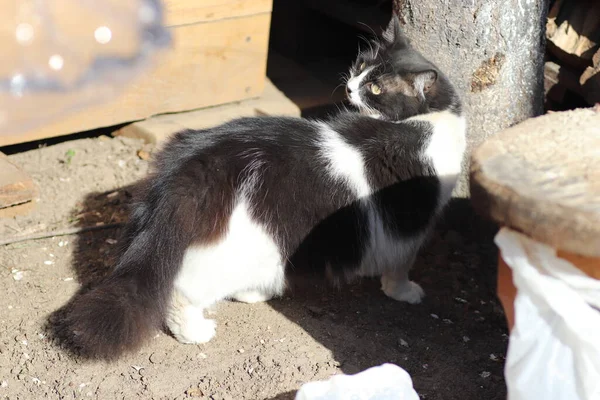 太陽の中の黒と白の猫が塵に飲み込まれ — ストック写真