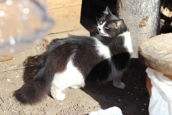 太陽の中の黒と白の猫が塵に飲み込まれ — ストック写真