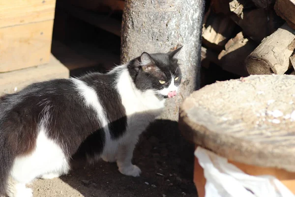 Preto Branco Gato Sol Chafurdando — Fotografia de Stock