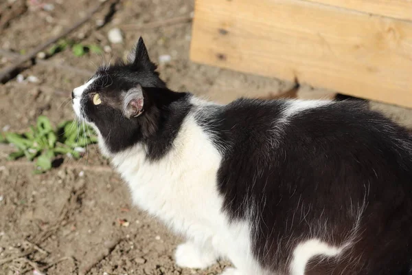 Gatto Bianco Nero Sole Che Crogiola Nella Polvere — Foto Stock