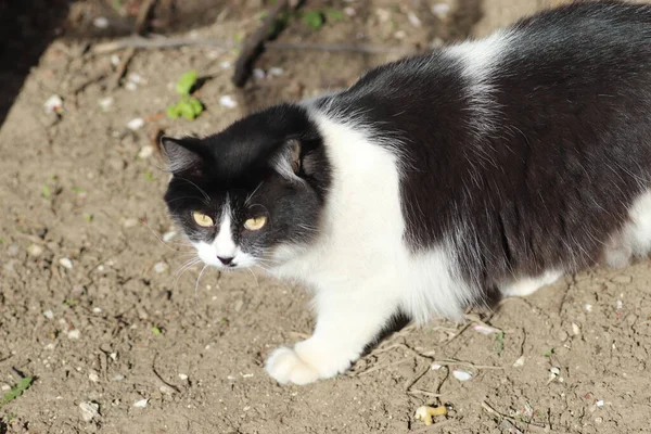 Schwarz Weiße Katze Der Sonne Die Sich Staub Suhlt — Stockfoto