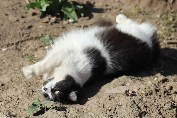 Schwarz Weiße Katze Der Sonne Die Sich Staub Suhlt — Stockfoto