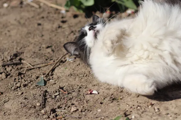 Siyah Beyaz Kedi Güneşte Debeleniyor Toz Içinde — Stok fotoğraf