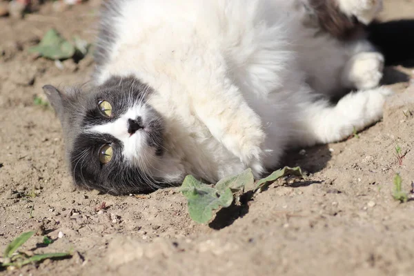 Siyah Beyaz Kedi Güneşte Debeleniyor Toz Içinde — Stok fotoğraf