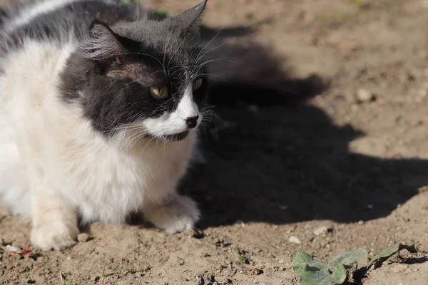 Siyah Beyaz Kedi Güneşte Debeleniyor Toz Içinde — Stok fotoğraf