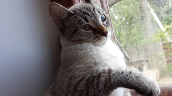 Gato Blanco Negro Toma Sol Una Ventana — Foto de Stock