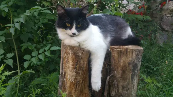 Zwart Wit Kat Een Stapel Met Brandhout — Stockfoto