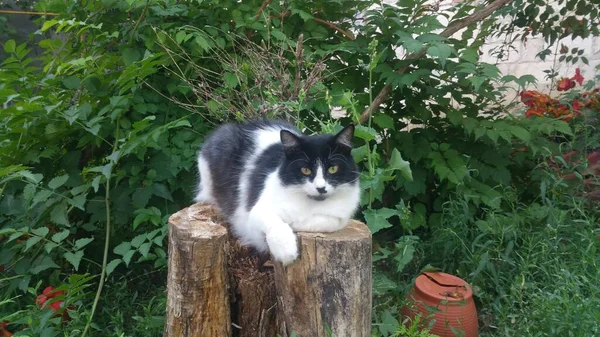 Gato Blanco Negro Sobre Una Pila Leña —  Fotos de Stock