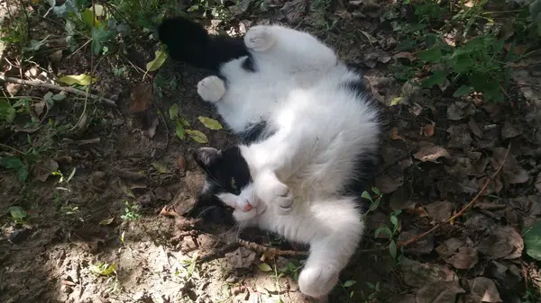 Czarny Biały Kot Słońcu Tarzający Się Kurzu — Zdjęcie stockowe