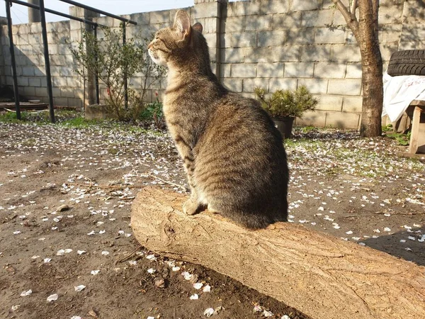 Hauskatze Gestromt Auf Einem Baumstamm — Stockfoto