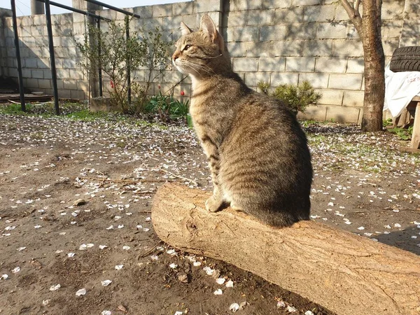 통나무 식탁보 고양이 — 스톡 사진