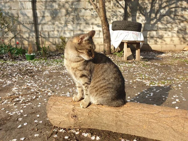 통나무 식탁보 고양이 — 스톡 사진