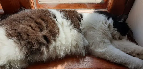 Black White Cat Resting Window — Stock Photo, Image