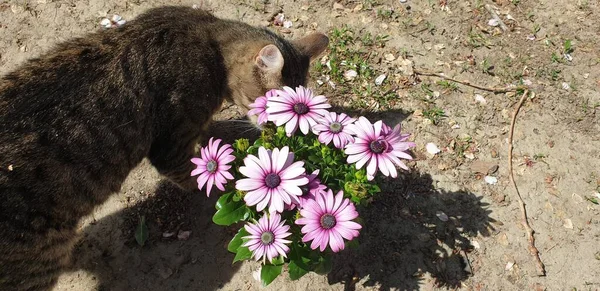 Kedi, yazın başlangıcındaki neşe çiçeklerini koklar.